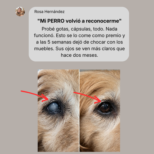 Advanced Canine Vision Formula